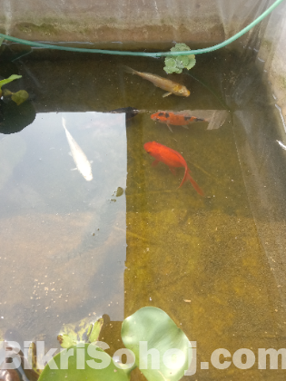 Japanese koi
